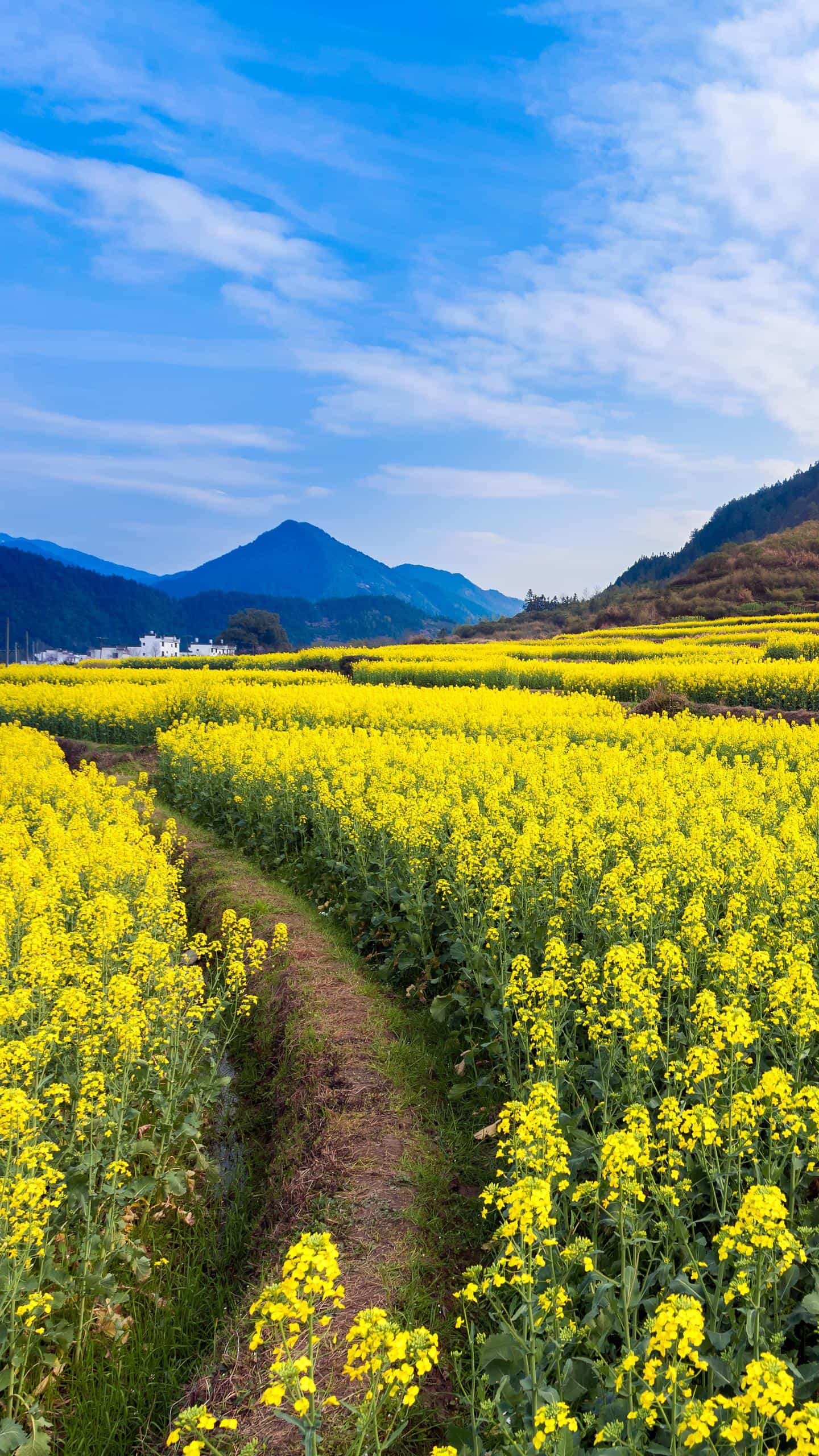 1677550436138299.jpeg 2bd085101f167365ab9b53d5425068fd.jpeg